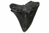 Juvenile Megalodon Tooth - South Carolina #356865-1